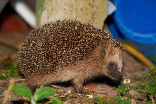 Hedgehogs at night