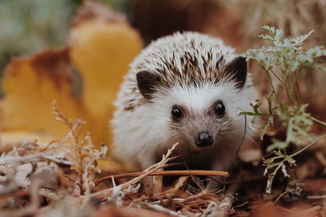 Baby hedgehog amongst the leaves