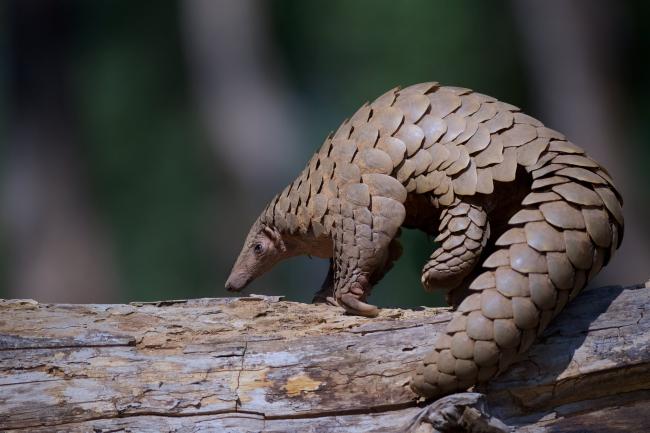 Indian Pangolin on a log at Kanha Tiger Reserve, Madhya Pradesh, India.