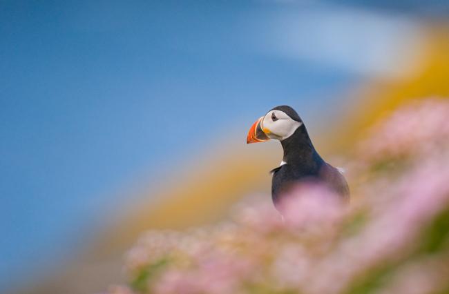 An adult Atlantic puffin (Fratercula arctica) among the rich coastal colours of purple thrift and yellow lichens, Shetland Islands, Scotland, UK