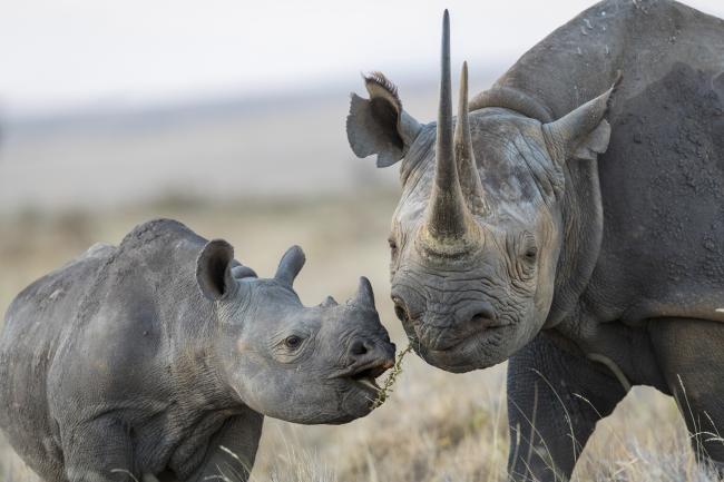 Black rhinoceros mother and calf, Lewa & Borana Conservancy, Kenya