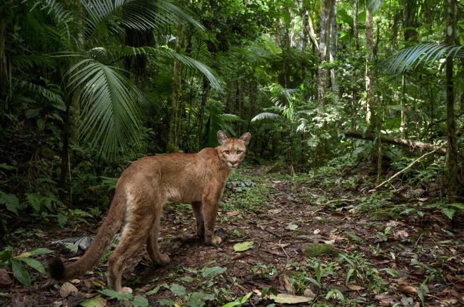 Mountain Lion Puma Atlantic Rainforest Brazil.