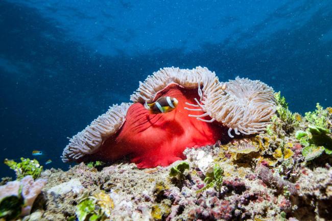 Magnificent Sea Anemone (Radianthus magnifica) and anemonefish Mozambique