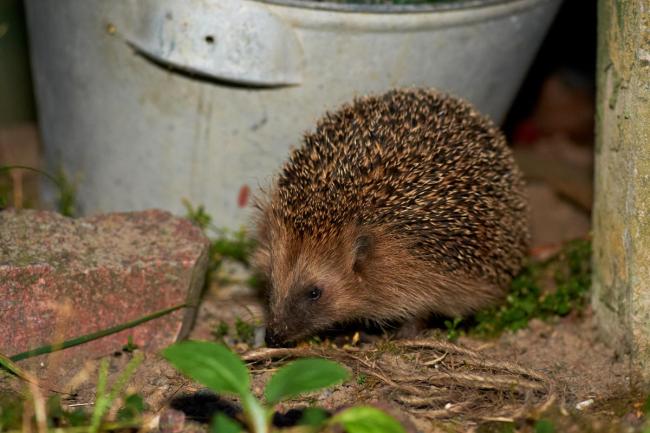 European Hedgehog coming in for a nightly visit