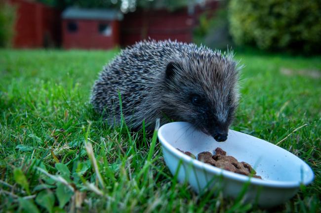 A wild European hedgehog (Erinaceus europaeus) enjoys some dry meaty cat biscuits in a suburban garden in West Berkshire