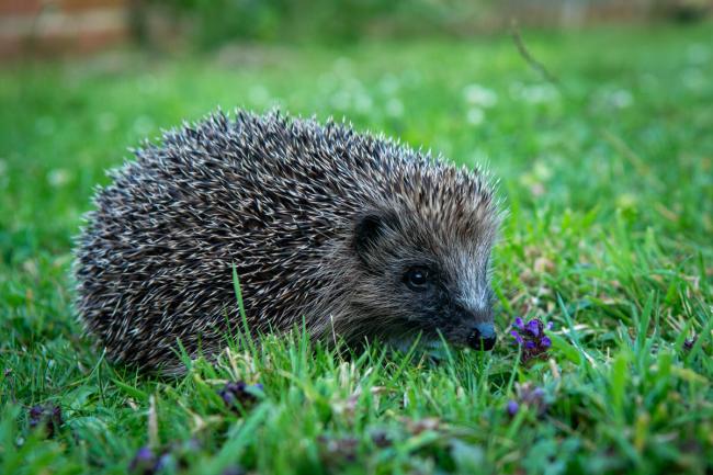 European hedgehog forages for food in a suburban garden in West Berkshire, UK