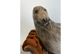 Reclining Seal