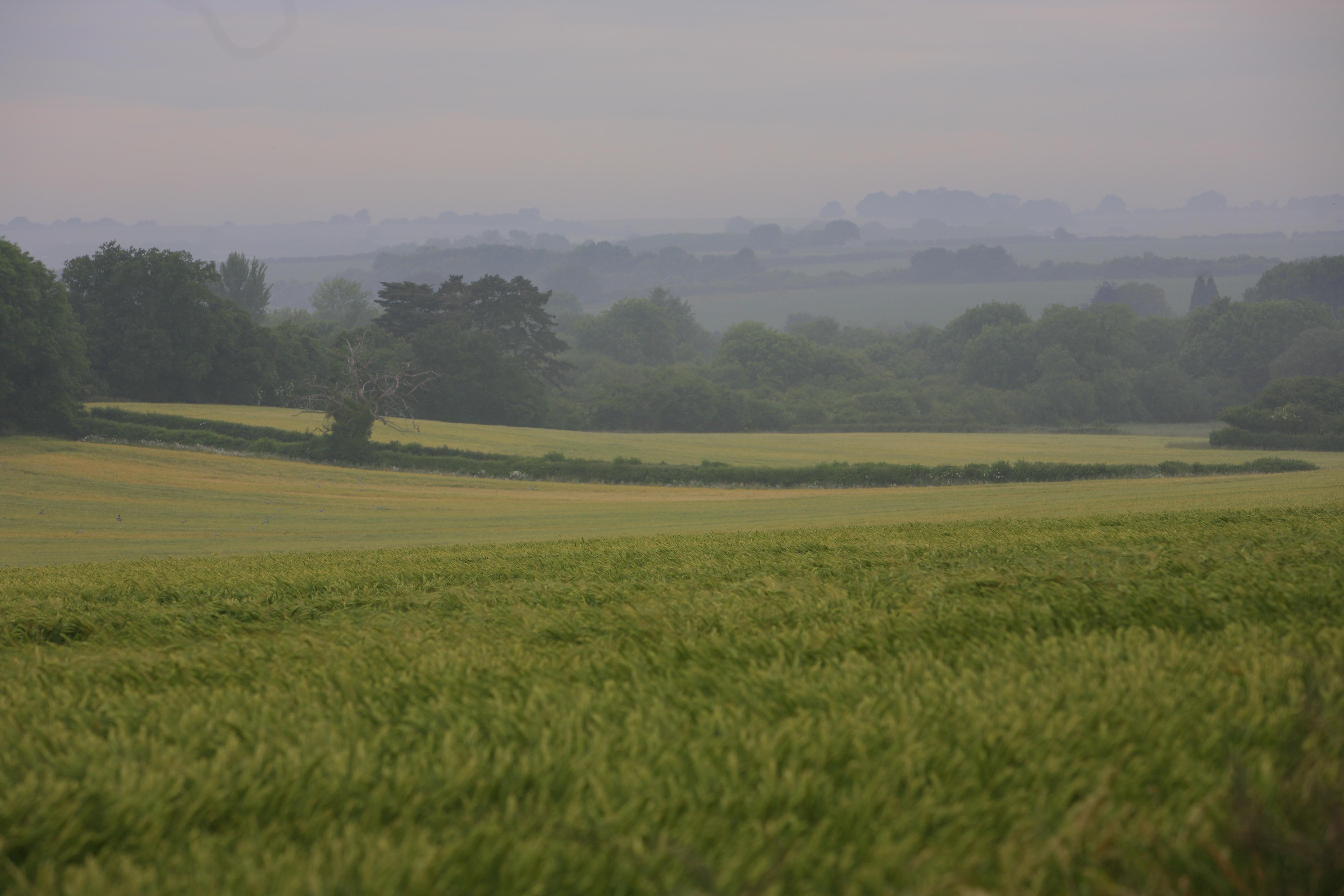 Hampshire fields