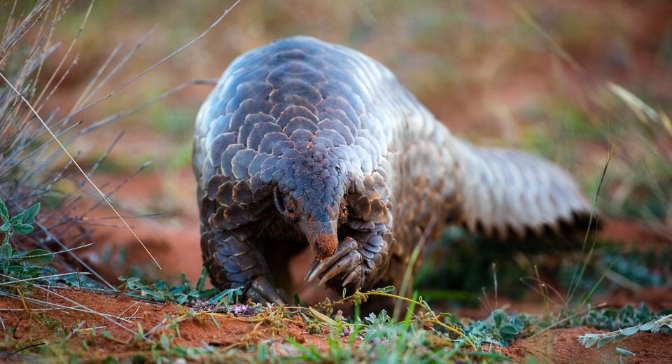 Top 5 facts about pangolins