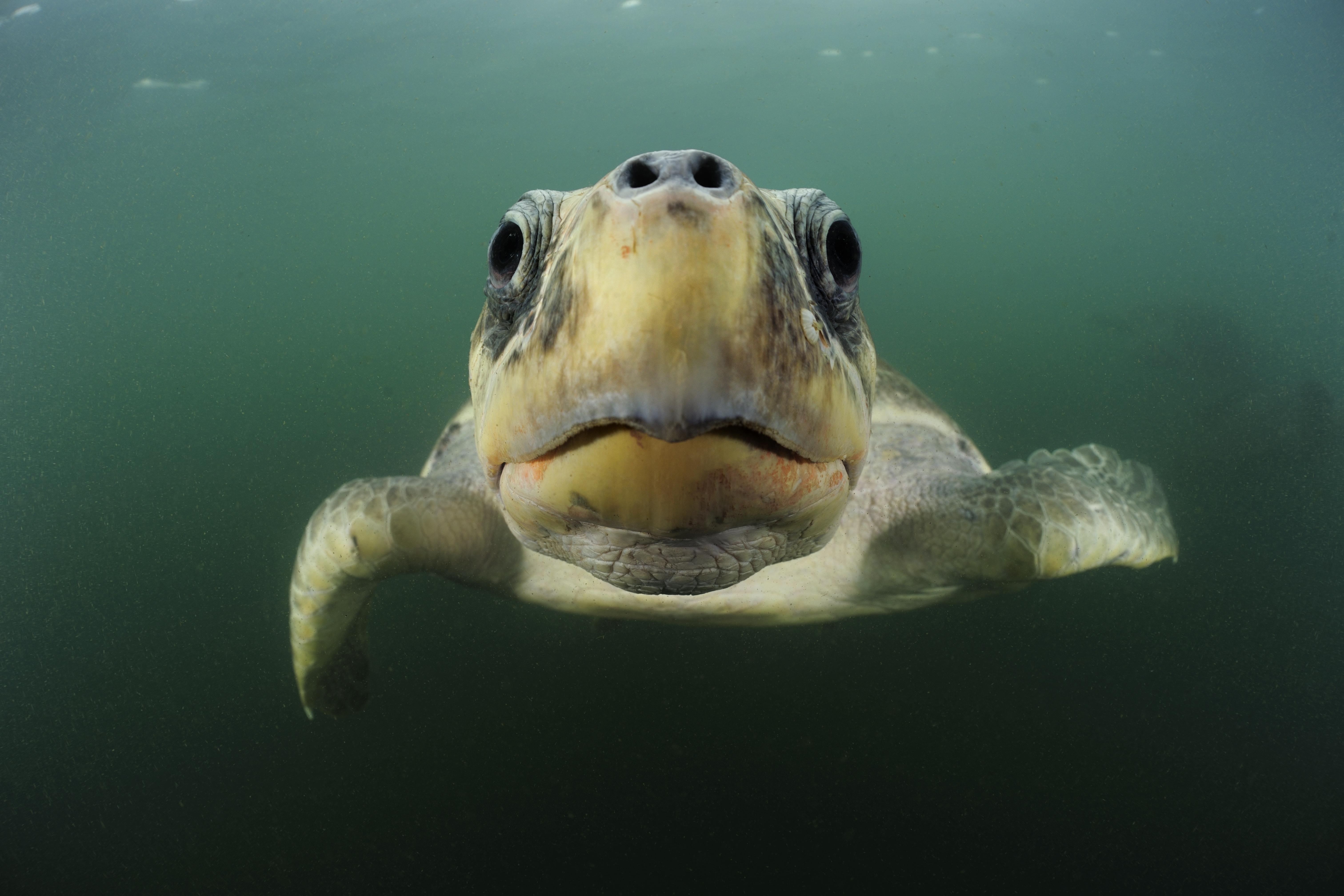 Top 10 facts about marine turtles