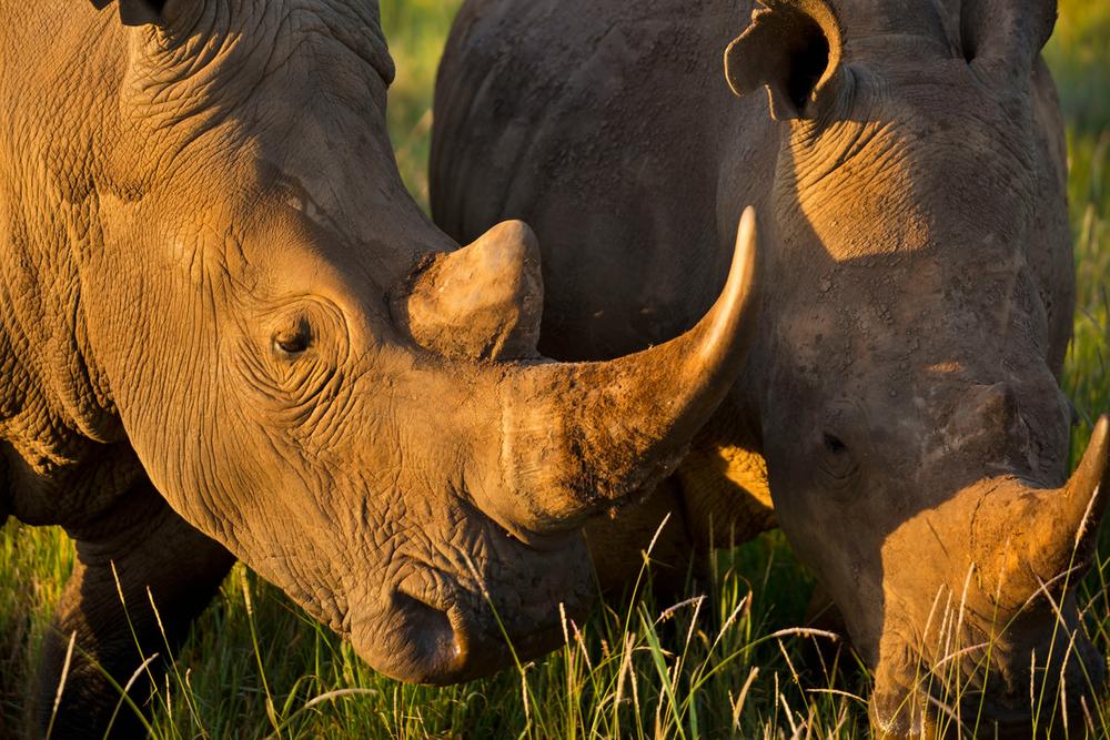World Rhino Day, 22 Sept