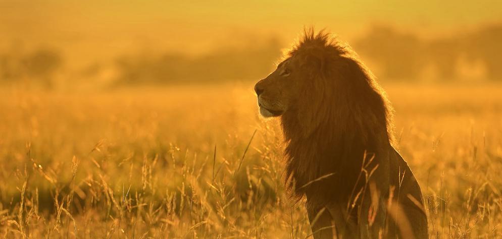 Top 10 facts about lions