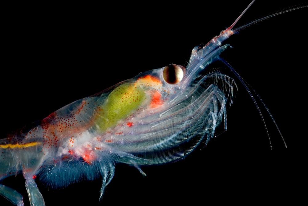 Top 10 facts about antartic krill