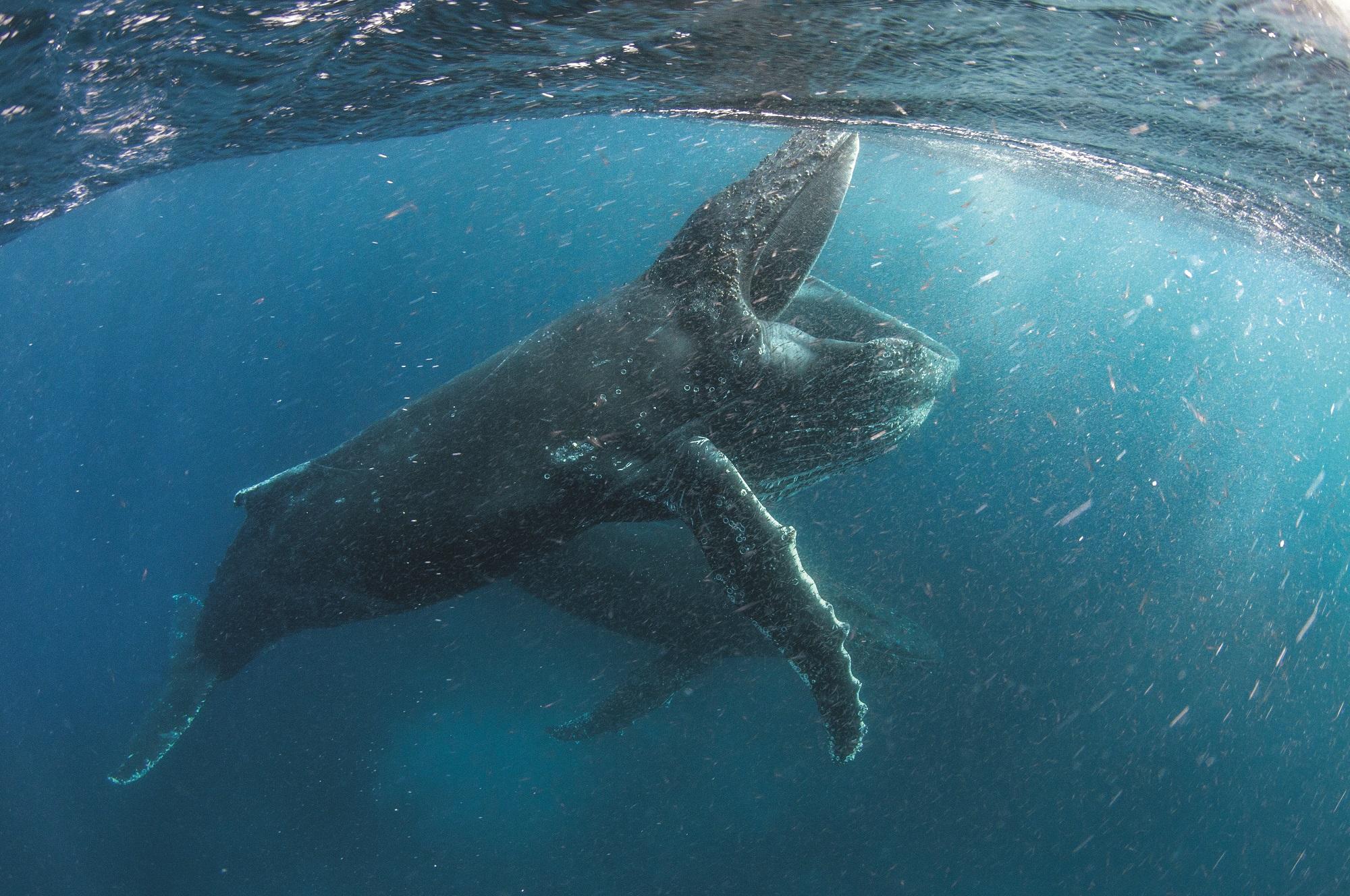 Whale swimming