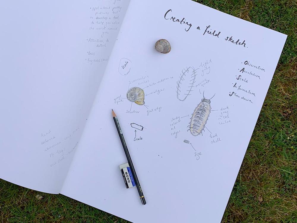 Top tips for field sketching