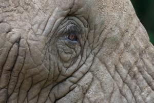 Elephant's Eye Image Alt