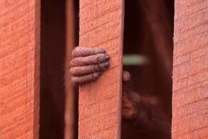 Fingers of a juvenile Orang-utan caught in a wooden cage