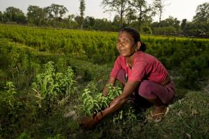 Bamle Tharu weeding in her field of mint, Nepal
