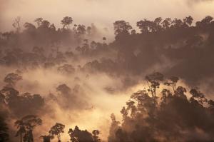Mist over rainforest at sunrise, Borneo