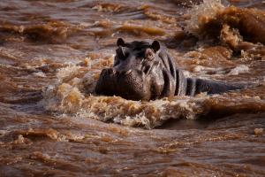 A hippo (Hippopotamus amphibius) bathes in a river. Masai Mara, Kenya.