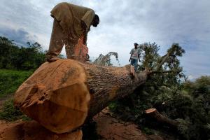 A man sawing through a recently felled tree on the edges of Virunga National Park