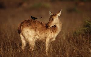 Cervus duvauceli branderi Barasingha Deer with Black Drongo on its back Kanha National Park, India