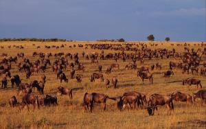 Connochaetes taurinus Wildebeest Mass migration Masai Mara National Reserve, Kenya