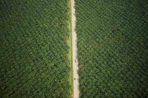 Aerial view of road running through oil palm plantation