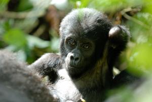 Mountain gorilla (Gorilla gorilla beringei), Bwindi National Park, Uganda