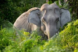 Asian elephant ( Elephas maximus ) in undergrowth.