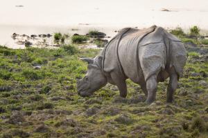 An Asian rhino ( Rhinoceros unicornis ) standing by water. Kaziranga National Park, India