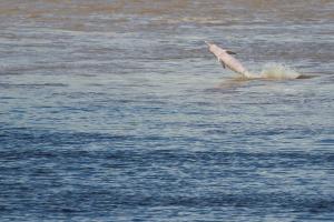Gray dolphin. River dolphin (Sotalia fluviatilis). Amazonas. Peru