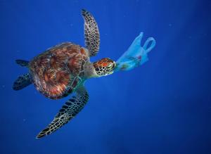 A marine turtle grabs in it's mouth a plastic bag in the ocean