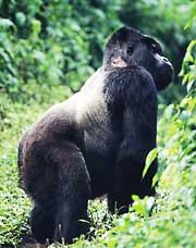 Wwf Mountain Gorillas _ Mountain gorilla numbers grow in spite of ...