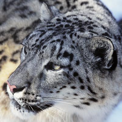 Snow leopard quiz | WWF