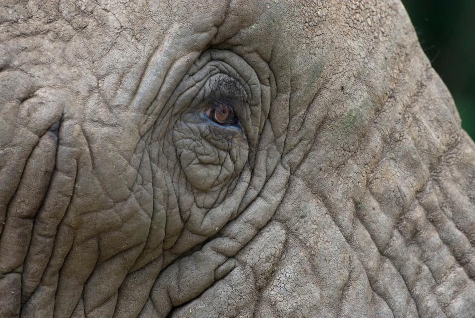 African elephant: strong, smart, but vulnerable | WWF