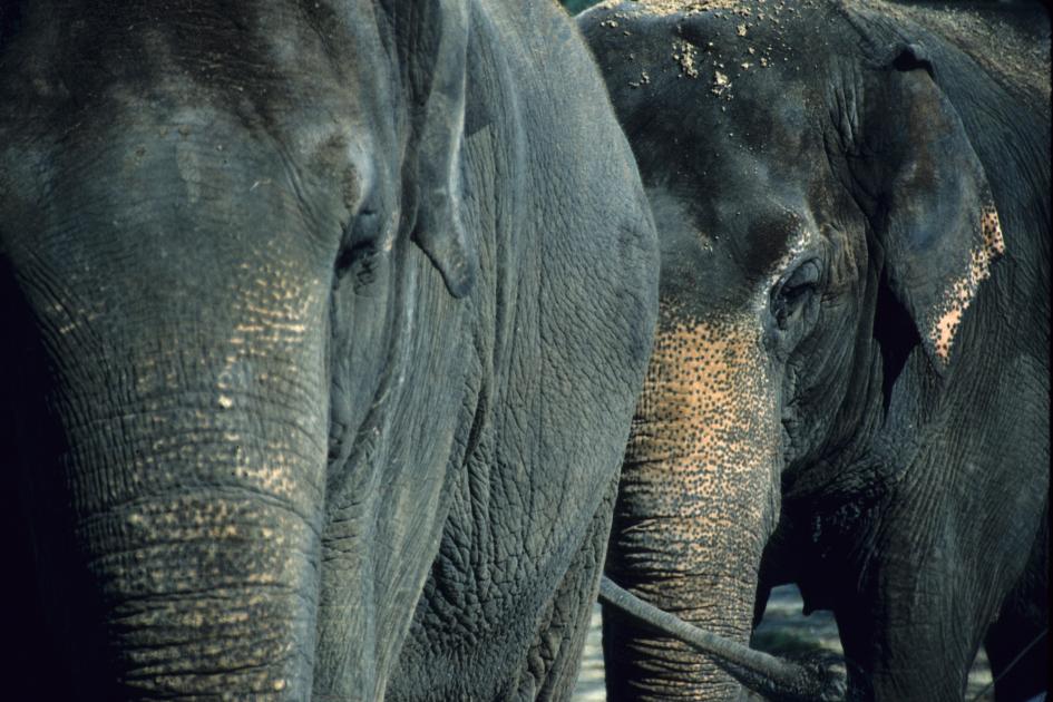 Asian elephants: intelligent, sociable, but endangered | WWF