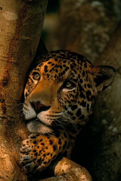 Jaguar: the Amazon’s amazing swimming cat