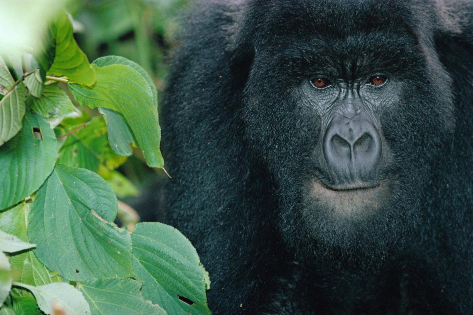 Mountain gorilla numbers grow: over 1,000 in the wild | WWF