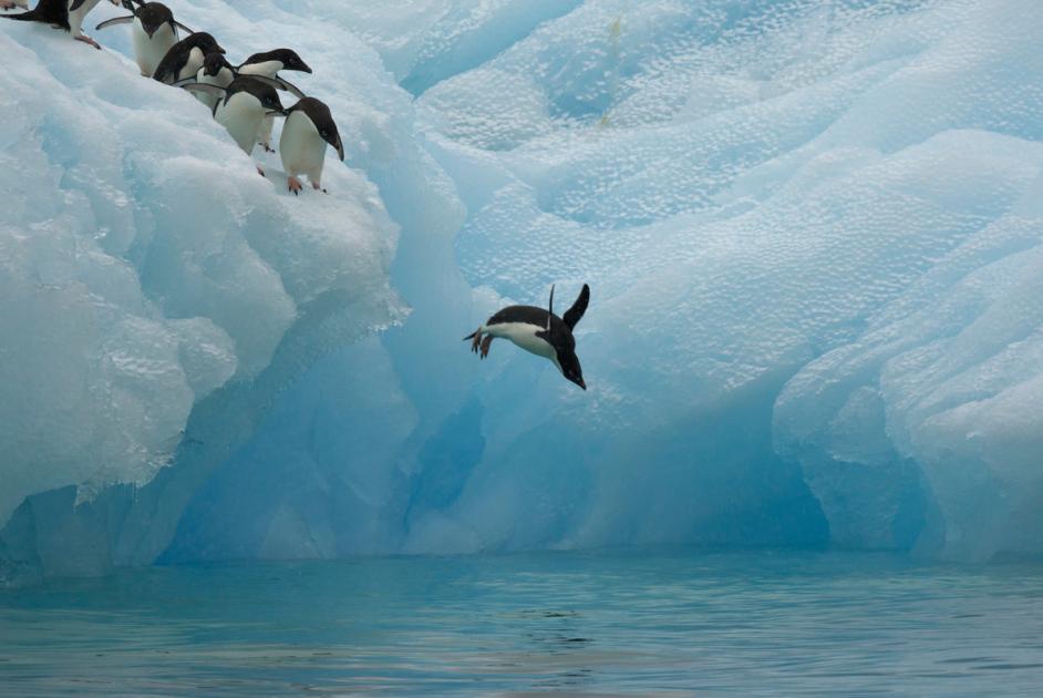Adélie penguin: Antarctic birds with attitude | WWF