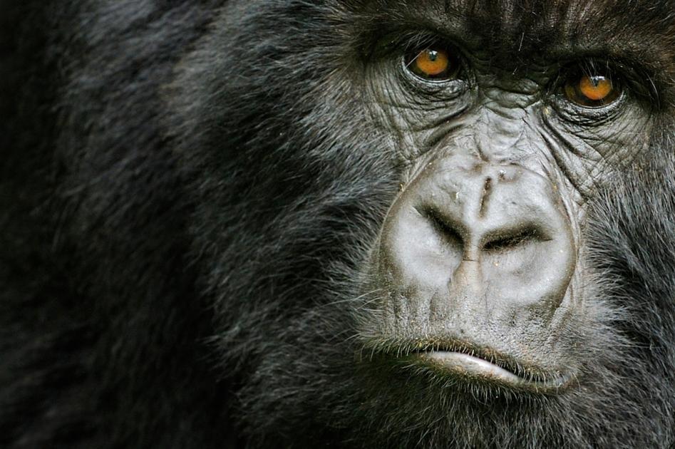 We're counting mountain gorillas | WWF