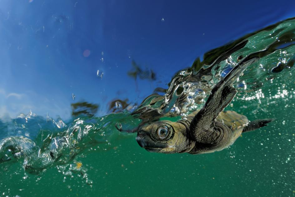 Sea turtles | WWF