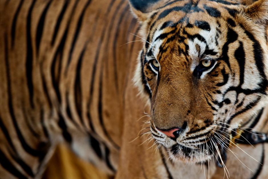 Top 10 facts about Tigers | WWF