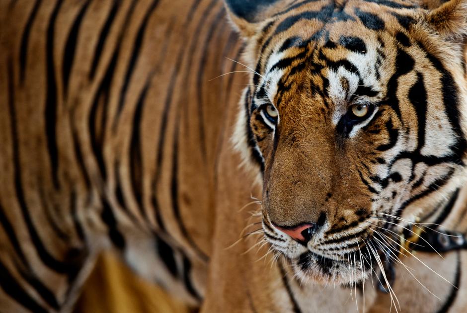 21 Facts about Tigers you need to know - Wild Golden Tigers