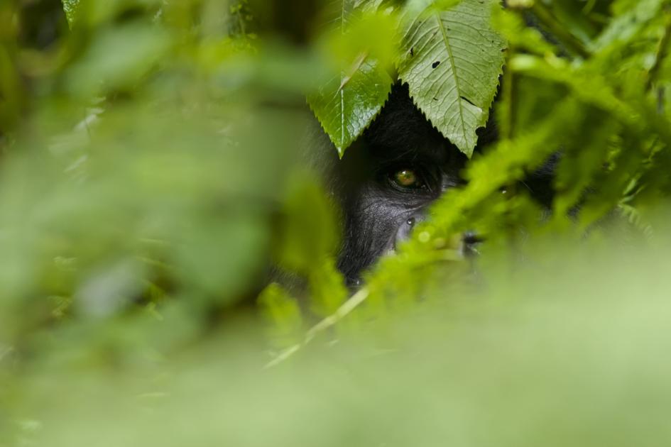 10 of the world's most endangered animals | WWF 10 of the world's most endangered animals | WWF