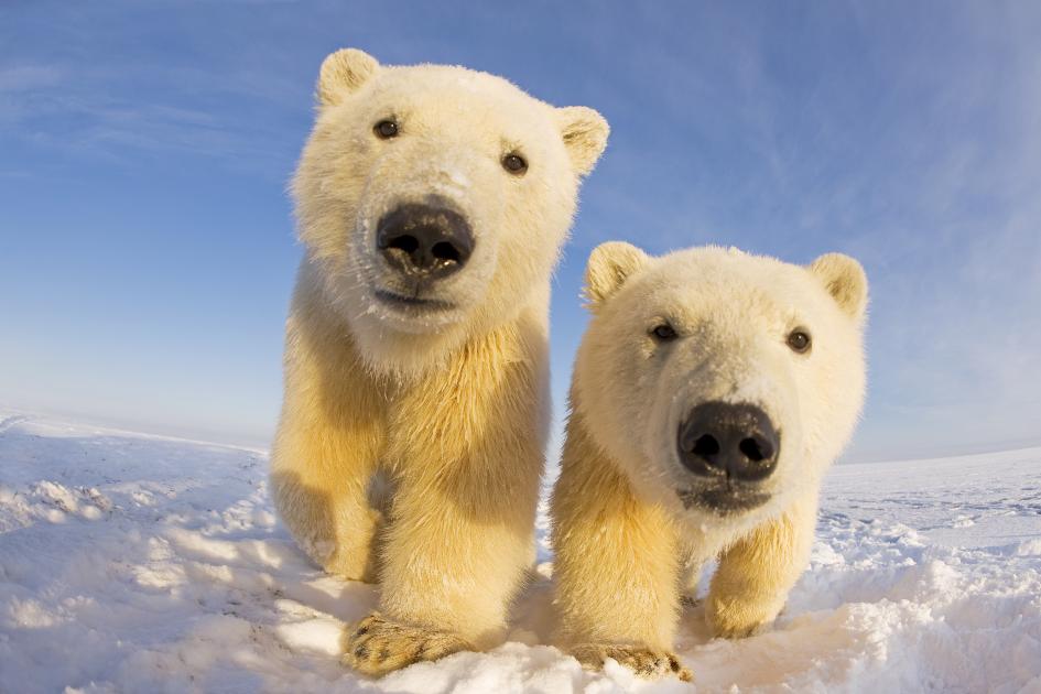 why we need to protect polar bears