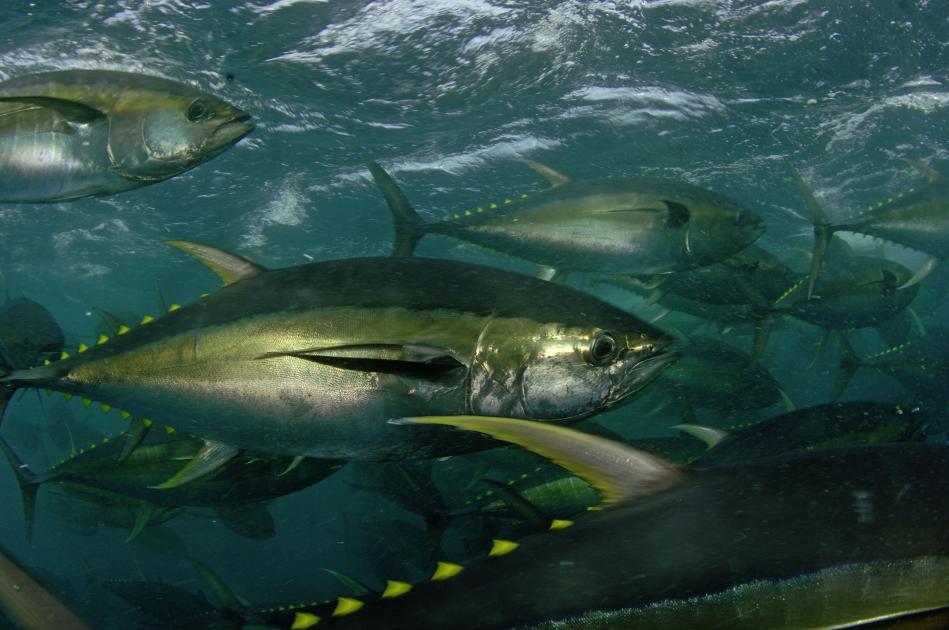 Swordfish Yellowfin tuna Atlantic bluefin tuna sail seafood desktop  Wallpaper marlin png  PNGWing