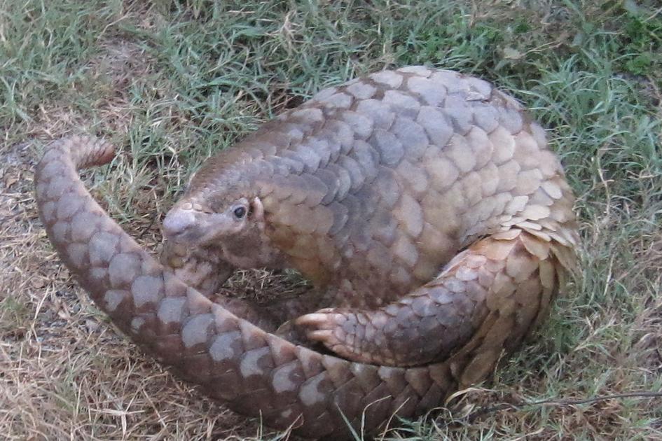 Five Facts You Never Knew About Pangolins Wwf - 