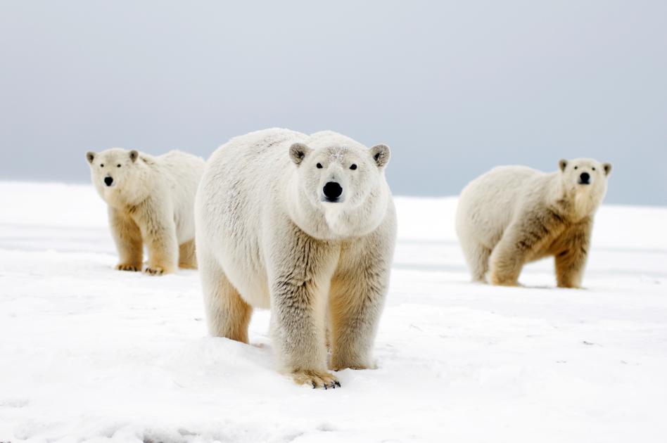 10 facts about polar bears!