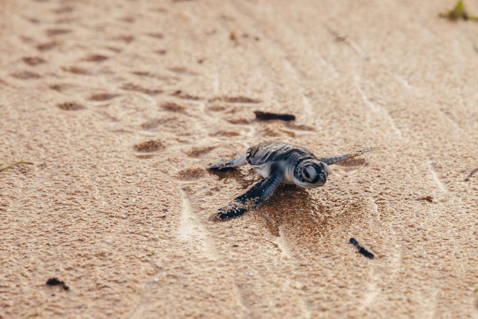 World Sea Turtle Day Wwf World Sea Turtle Day Wwf